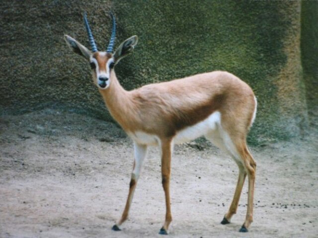 Gazela