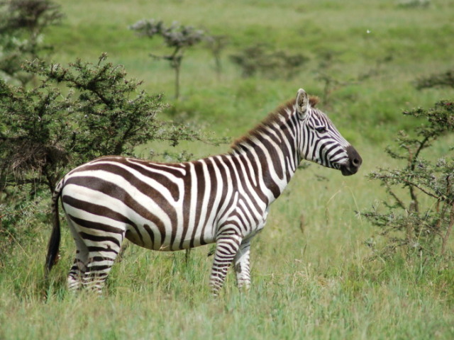 Zebra