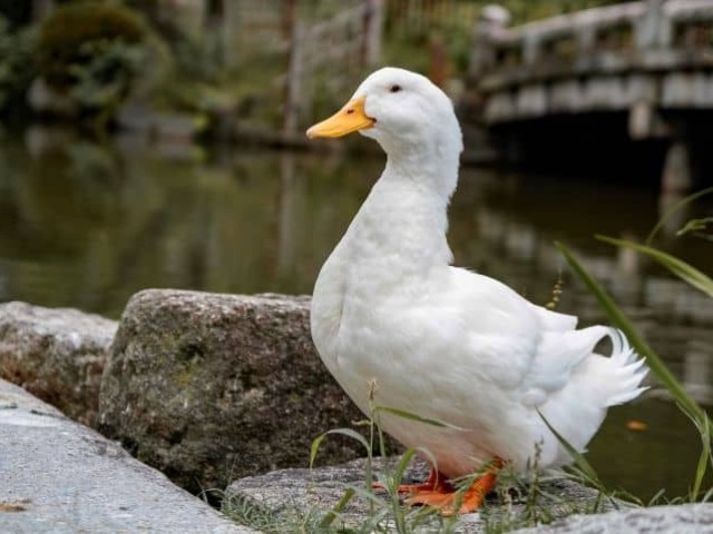 Pato