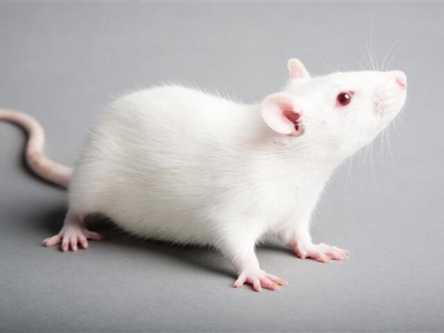Rato