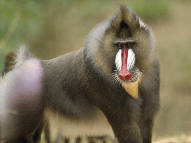 Babuíno