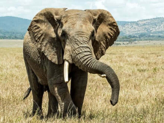 Elefante
