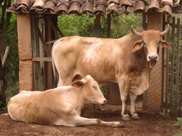 Vaca/Boi