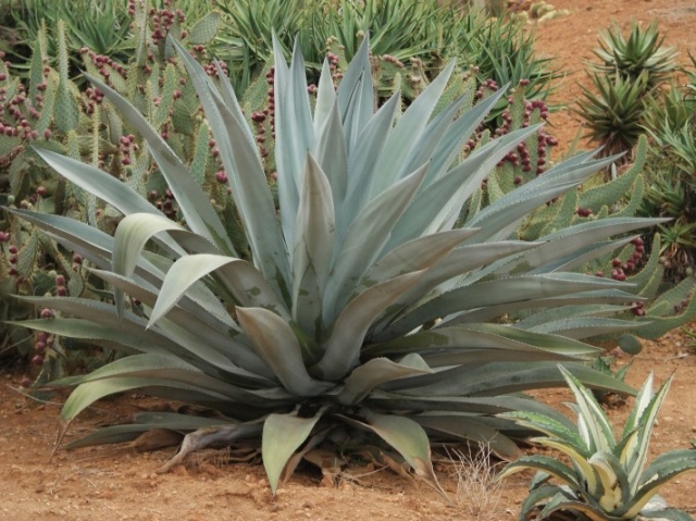 Agave