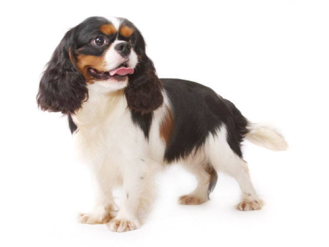 Cavalier King Charles Spaniel