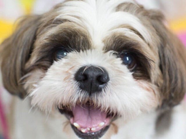 Shih-tzu