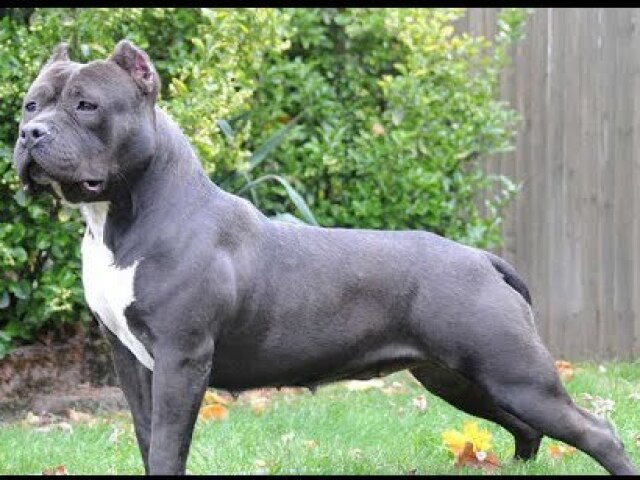 Pit-bull