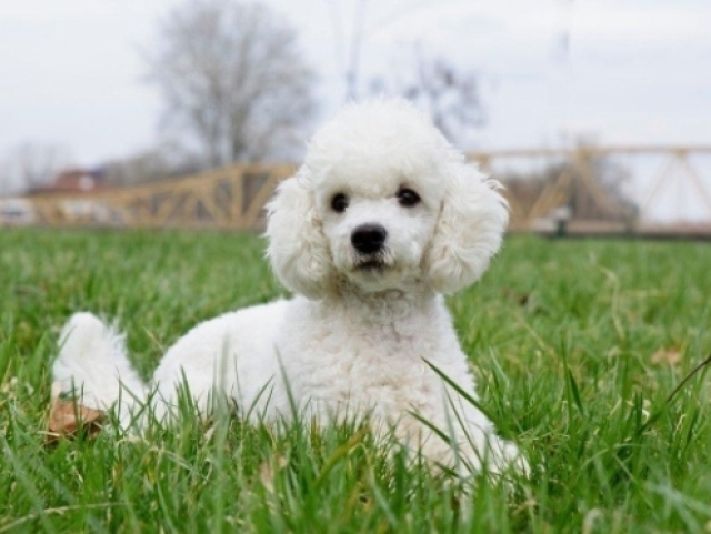 Poodle