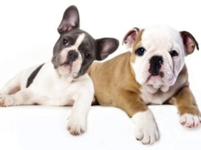 Buldogue inglês ou francês