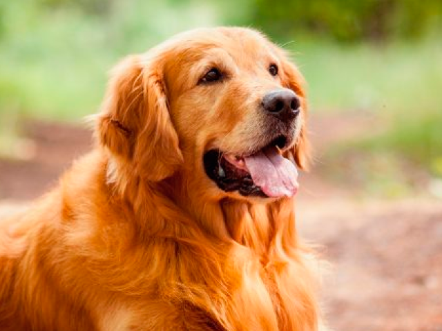 Golden Retriever