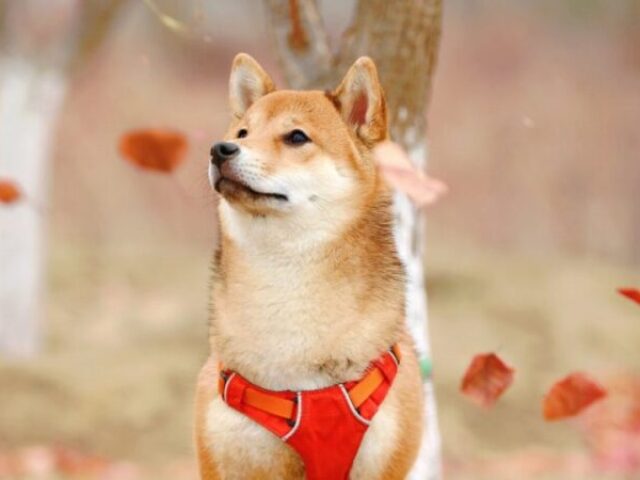 Shiba Inu