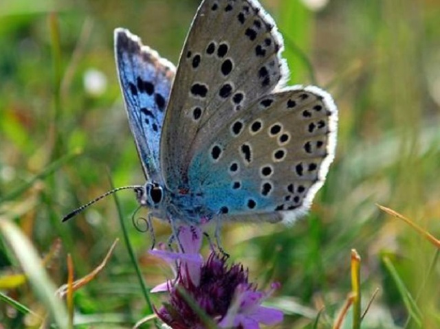 borboleta