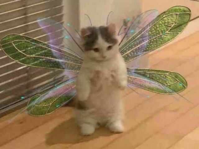 Gato Butterfly