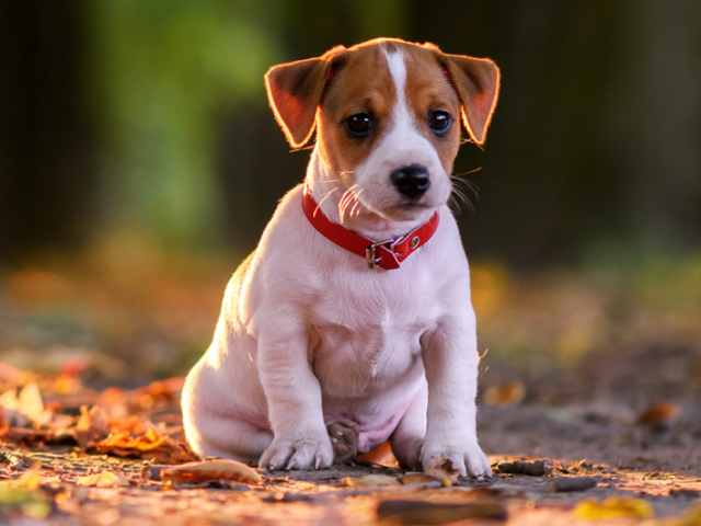 O cachorro significa que você é sempre fiel e ama comer! E as vezes ama uma brincadeira