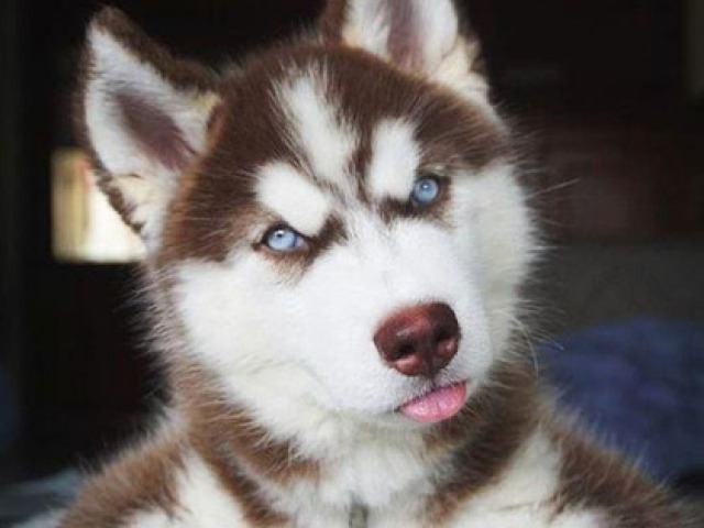 Husky Siberiano