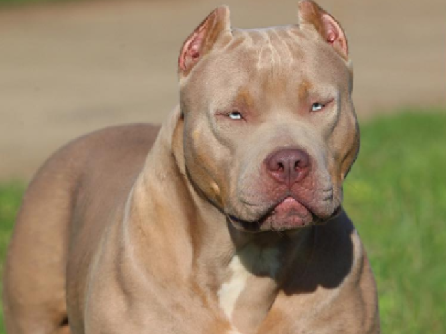 Pitbull Monster