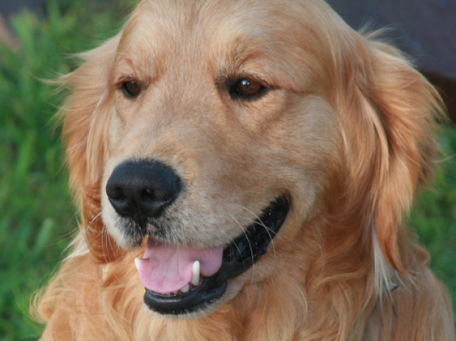 Golden Retriever