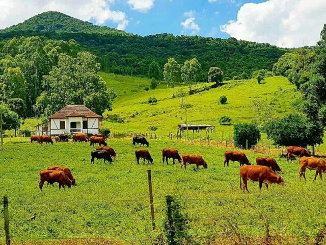 Roça/Fazenda