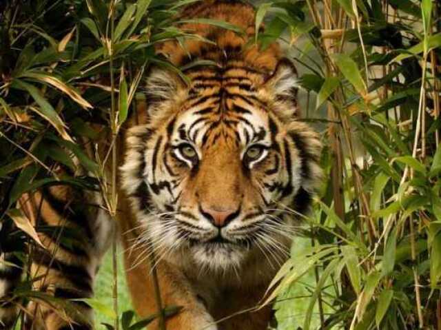 Tigre