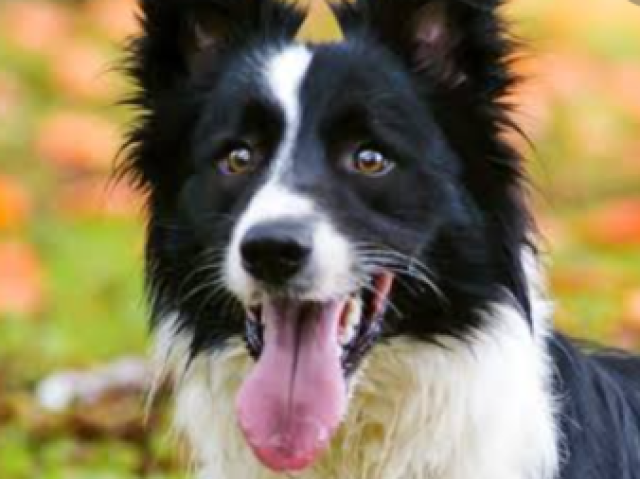 Border Collie