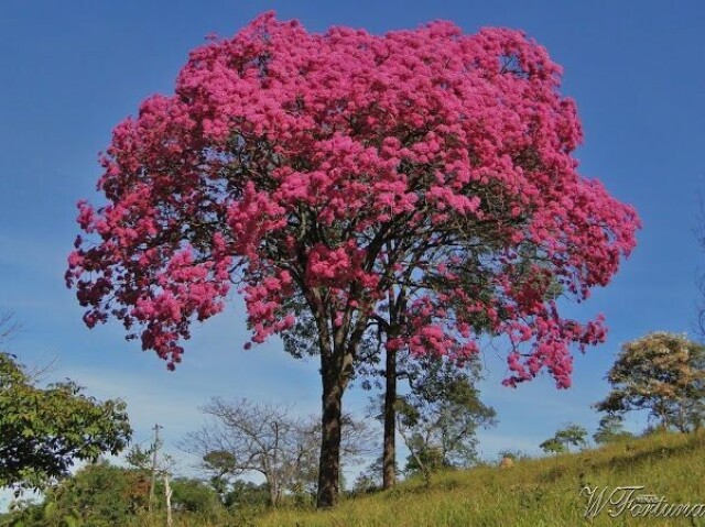 Ărvore rosa