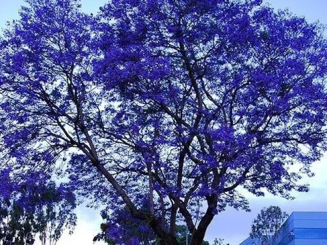 Ărvore azul