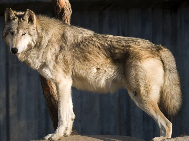Lobo