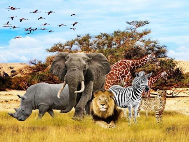 Qual animal você seria?