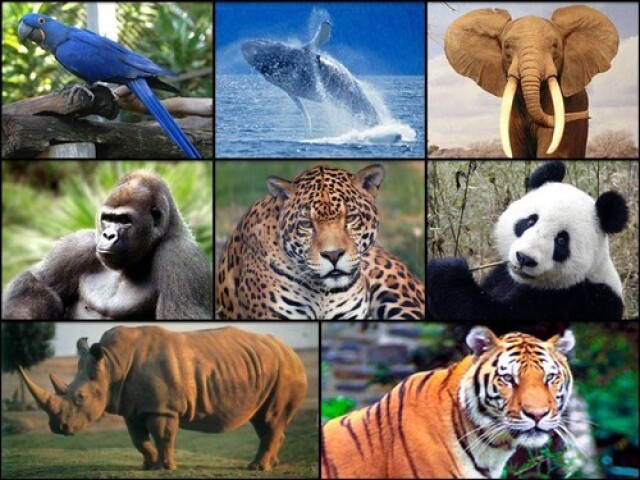 Qual o animal escondido?