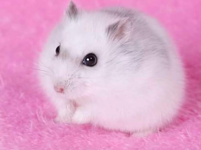 hamster