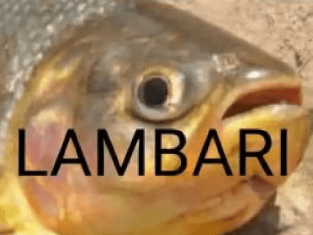 lambari discord !