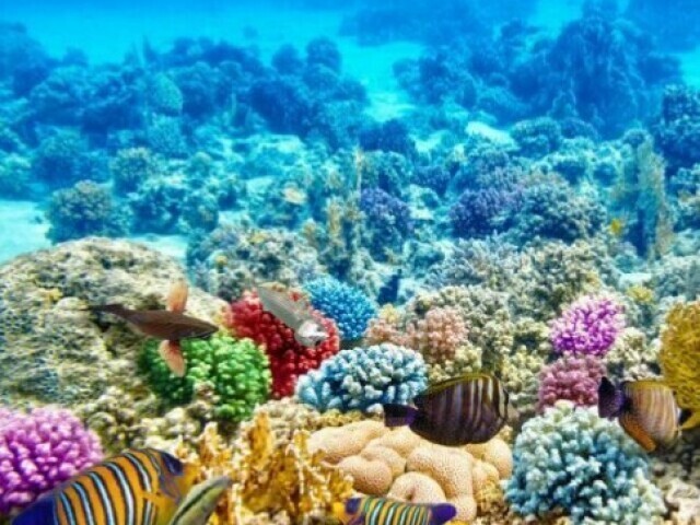 〰Entre em fauna e flora marinha〰 (Recifes e corais)