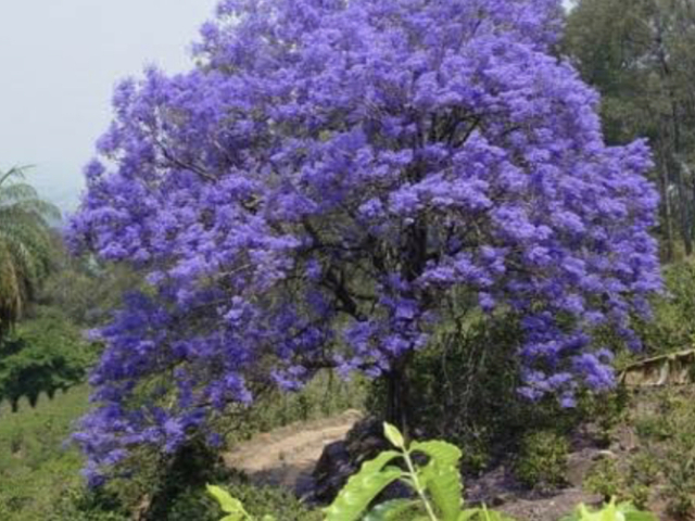 Ipê roxo