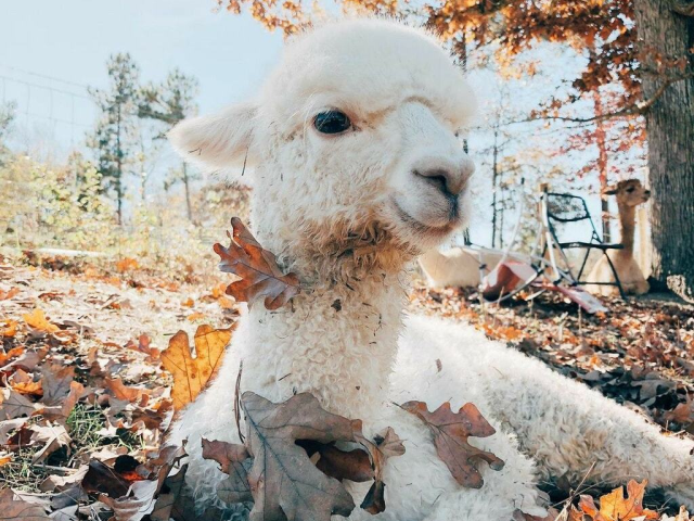 Uma lhama/alpaca