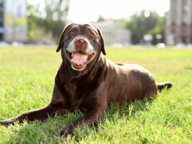 Labrador