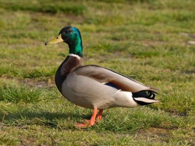 Cabecinha verde 🦆