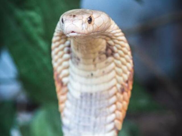 Cobra