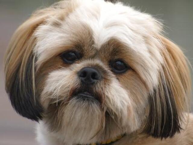 lhasa apso