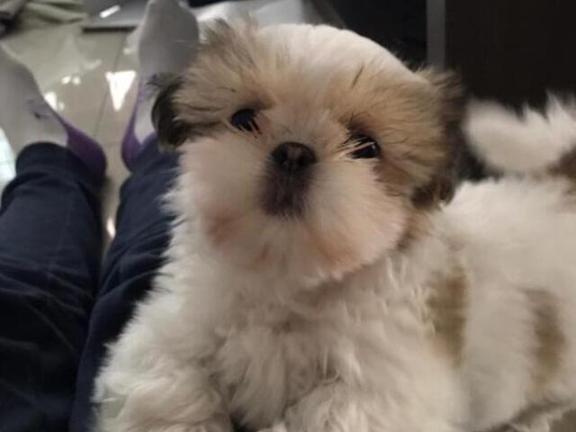 shih tzu