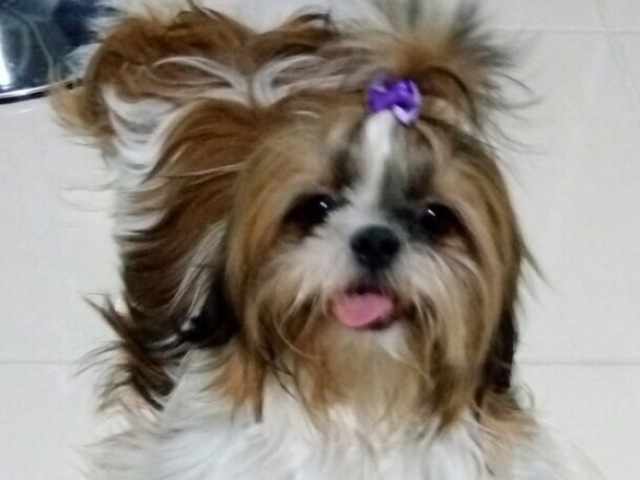 lhasa apso