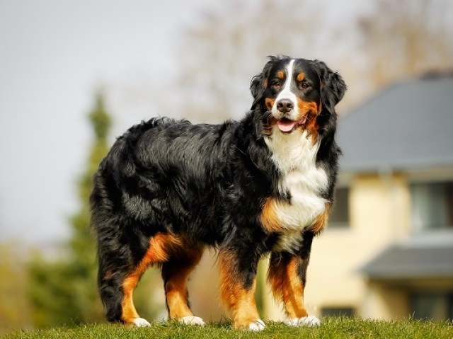 bernese