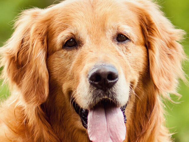 Acerte a raça do cachorro!