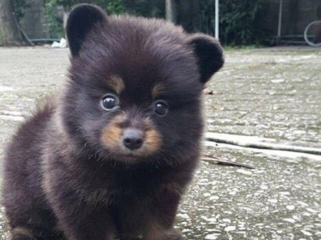 Urso