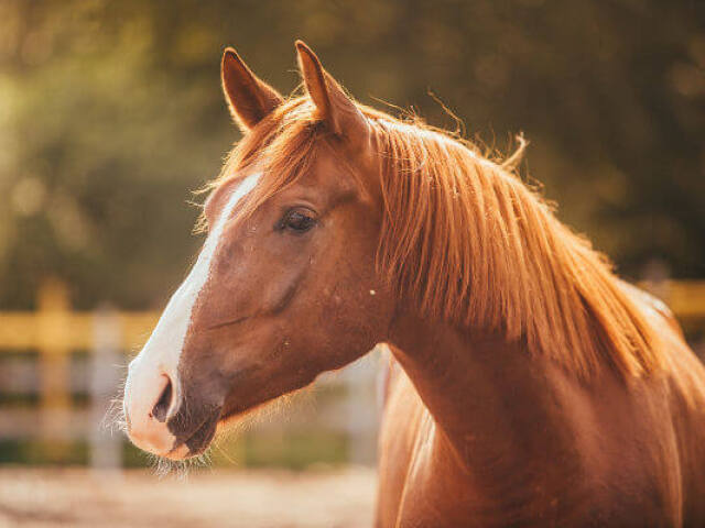 Cavalinho 🐴