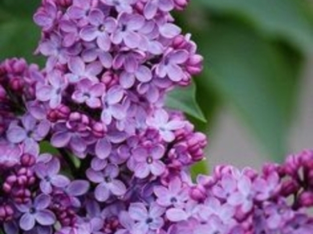 Lilas