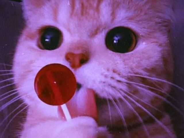Kit fofo