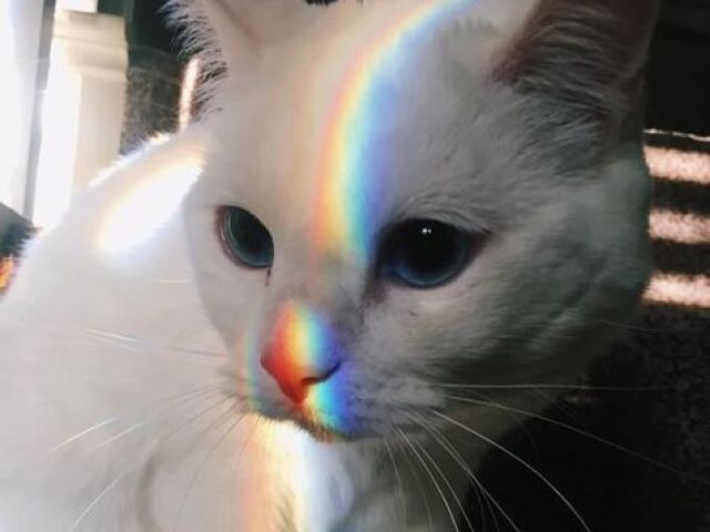 Kit Chique