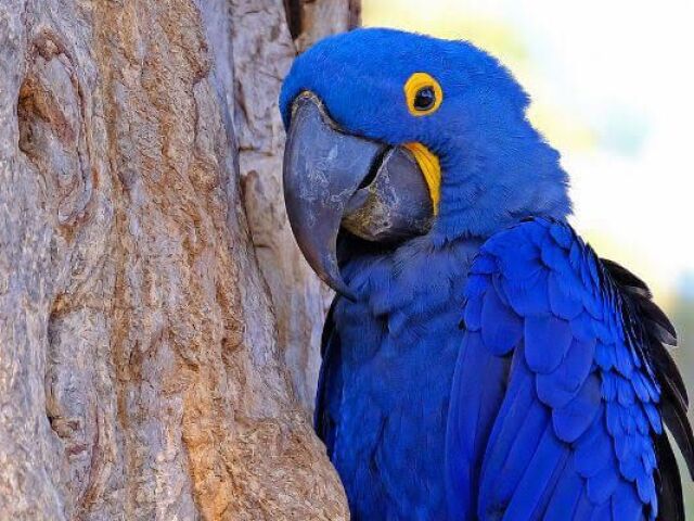 Você é a Arara-Azul!