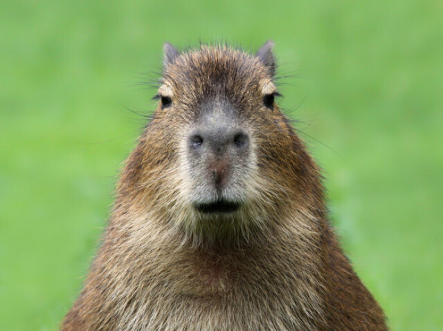 Você é a Capivara!