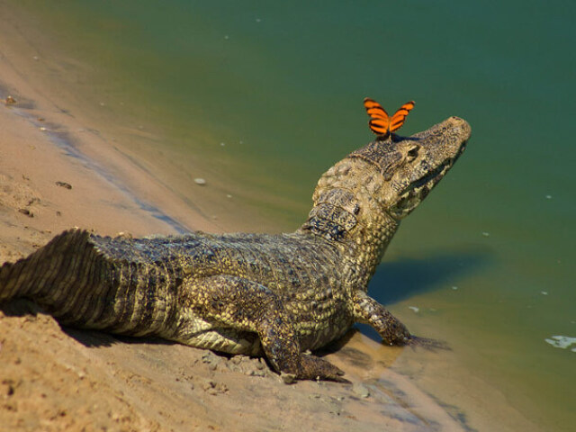 Você é o Jacaré-do-pantanal!